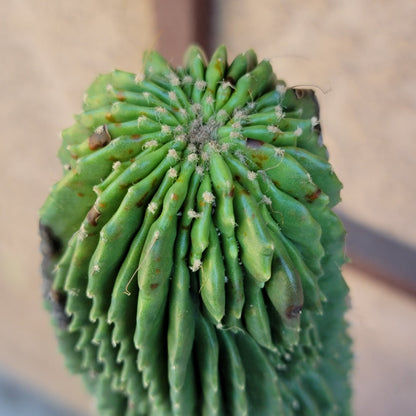 Neobuxbaumia polylopha inermis - 2 Feet Tall!