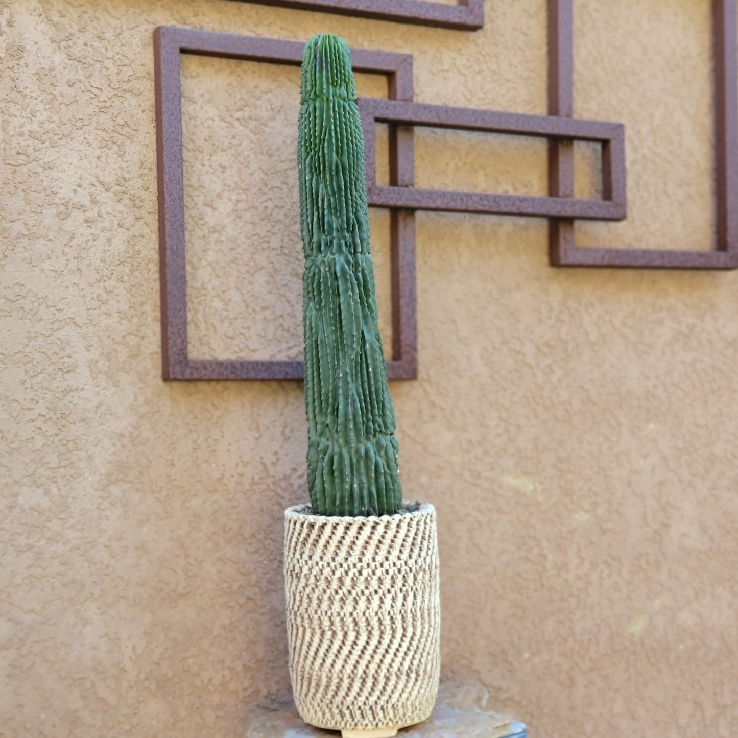 Neobuxbaumia polylopha inermis - 2 Feet Tall!