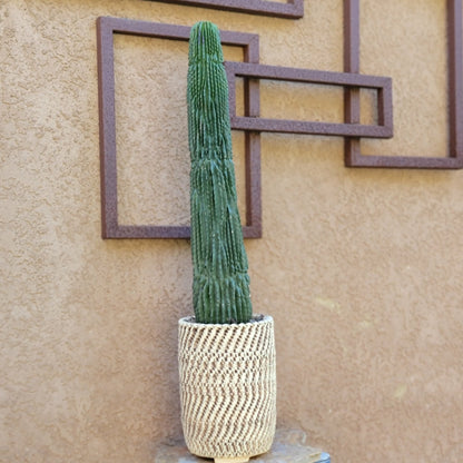 Neobuxbaumia polylopha inermis - 2 Feet Tall!