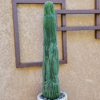 Neobuxbaumia polylopha inermis - 2 Feet Tall!