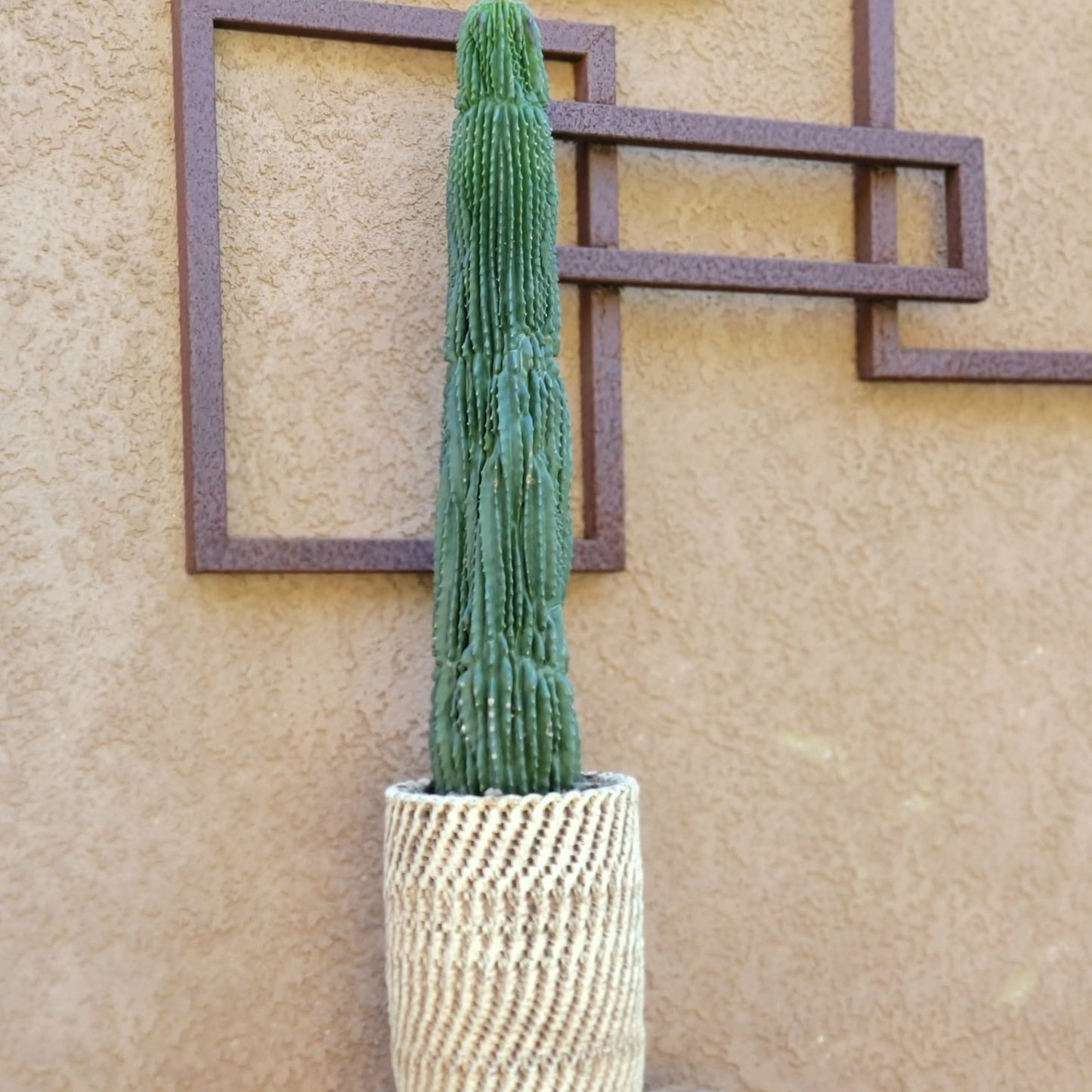 Neobuxbaumia polylopha inermis - 2 Feet Tall!