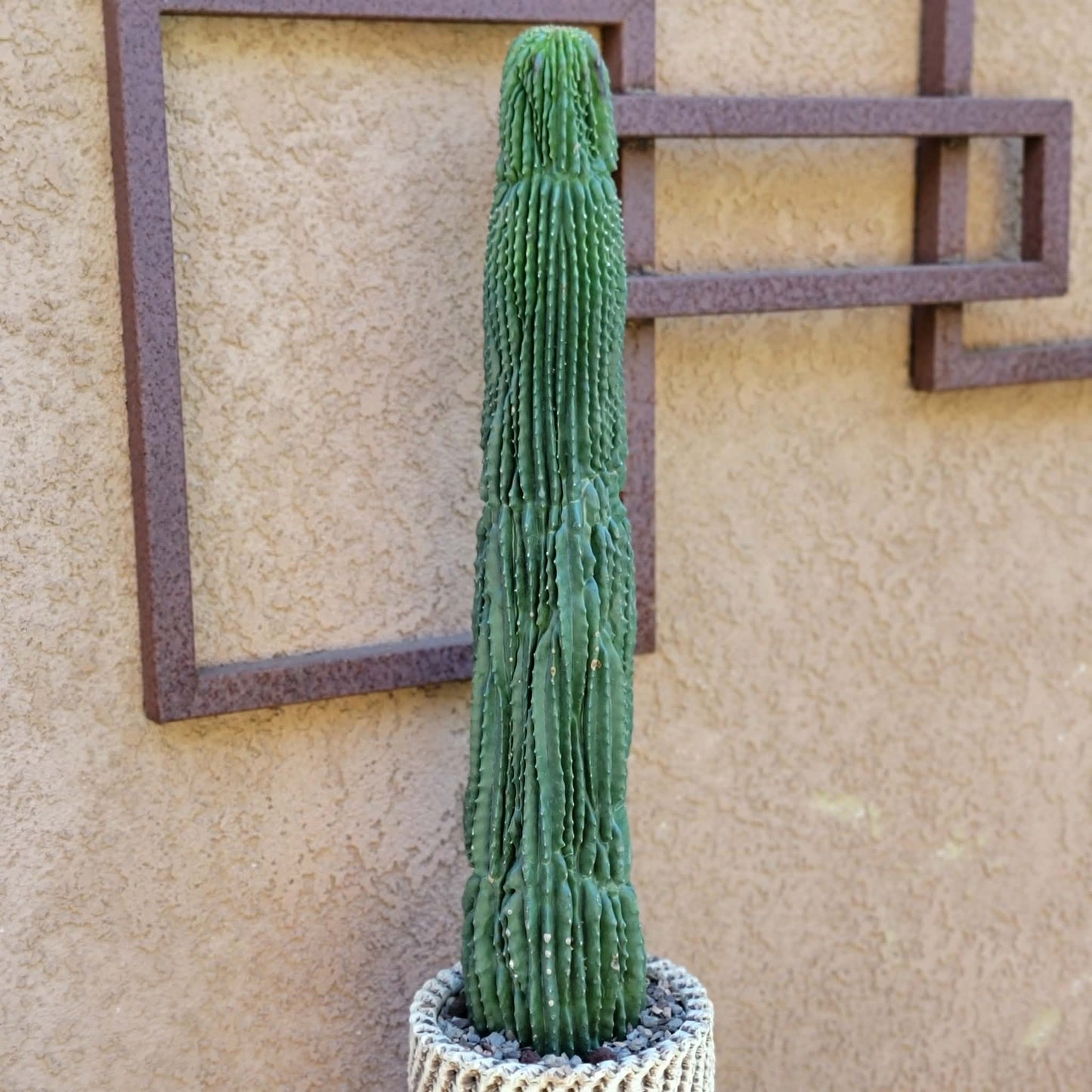 Neobuxbaumia polylopha inermis - 2 Feet Tall!