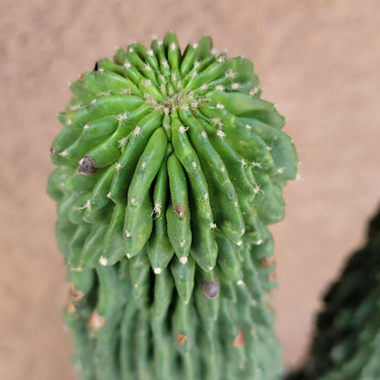 Neobuxbaumia polylopha inermis - Double Head! Very Rare