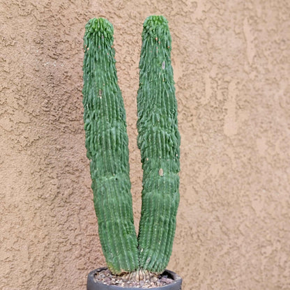 Neobuxbaumia polylopha inermis - Double Head! Very Rare
