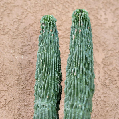 Neobuxbaumia polylopha inermis - Double Head! Very Rare