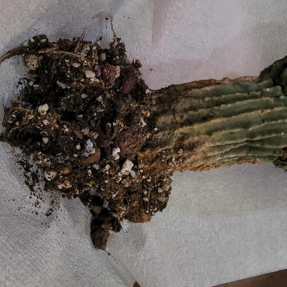 Neobuxbaumia polylopha inermis - Double Head! Very Rare