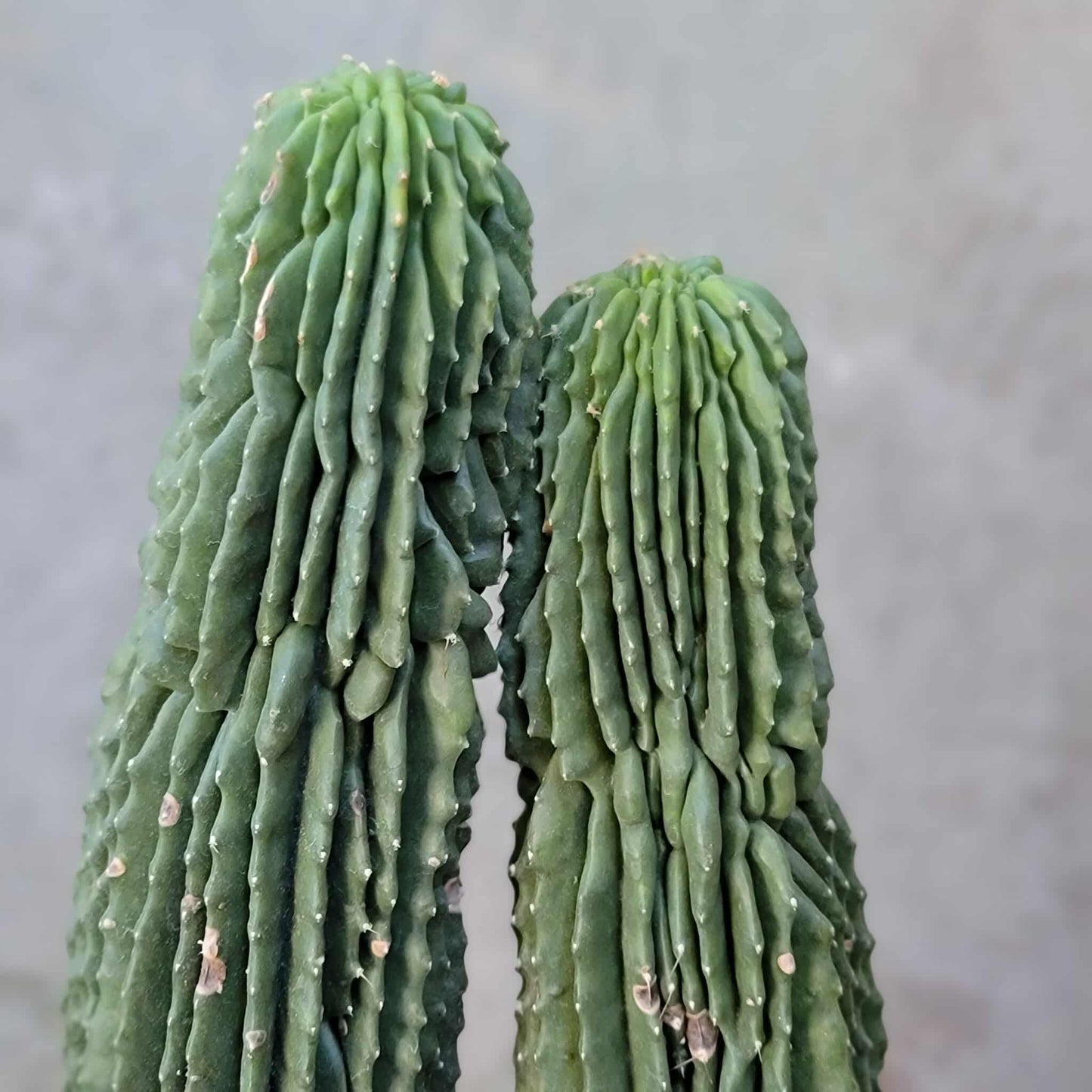 Neobuxbaumia polylopha inermis - Double Head! Very Rare