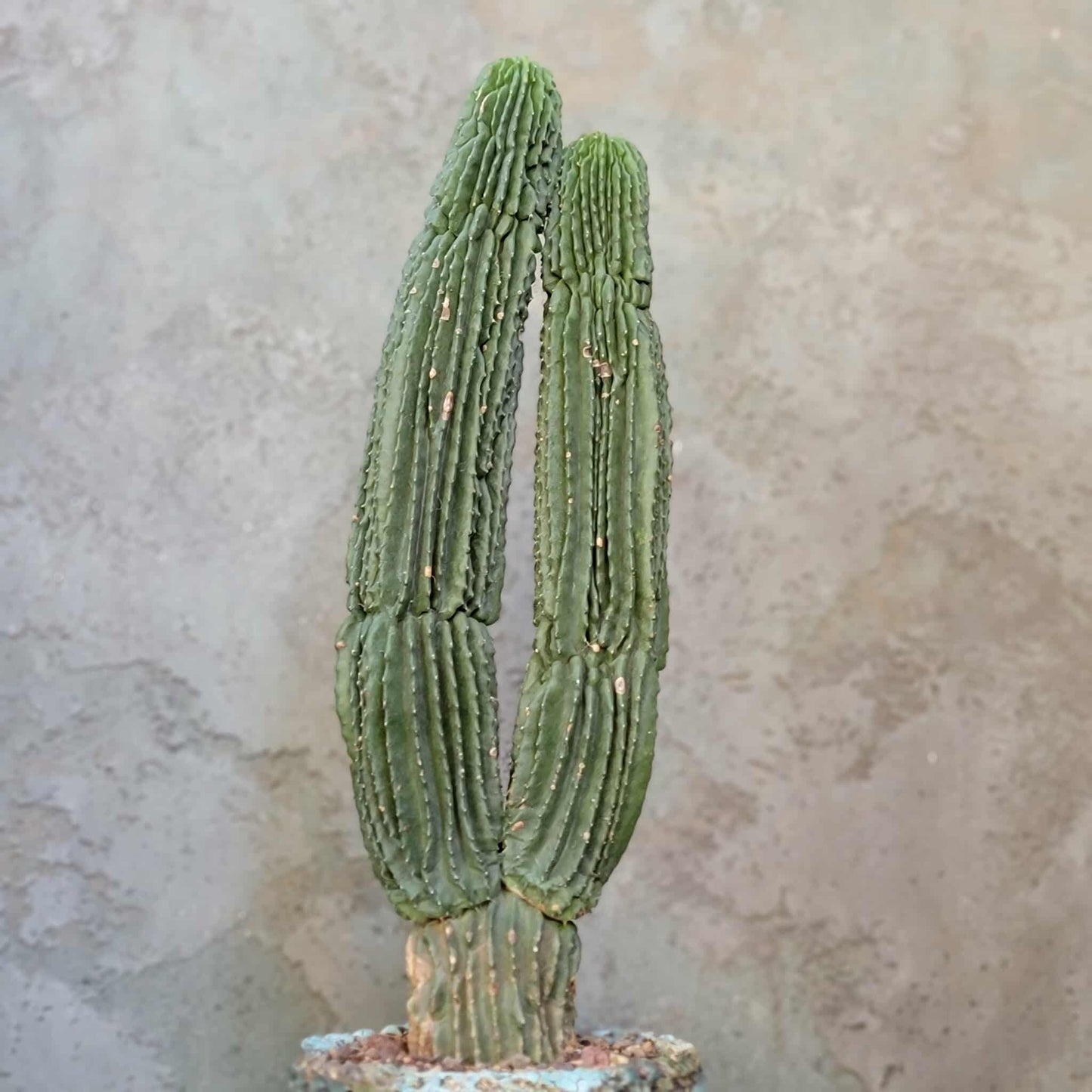 Neobuxbaumia polylopha inermis - Double Head! Very Rare