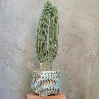 Neobuxbaumia polylopha inermis - Double Head! Very Rare