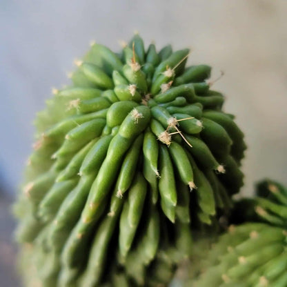 Neobuxbaumia polylopha inermis - Double Head! Very Rare