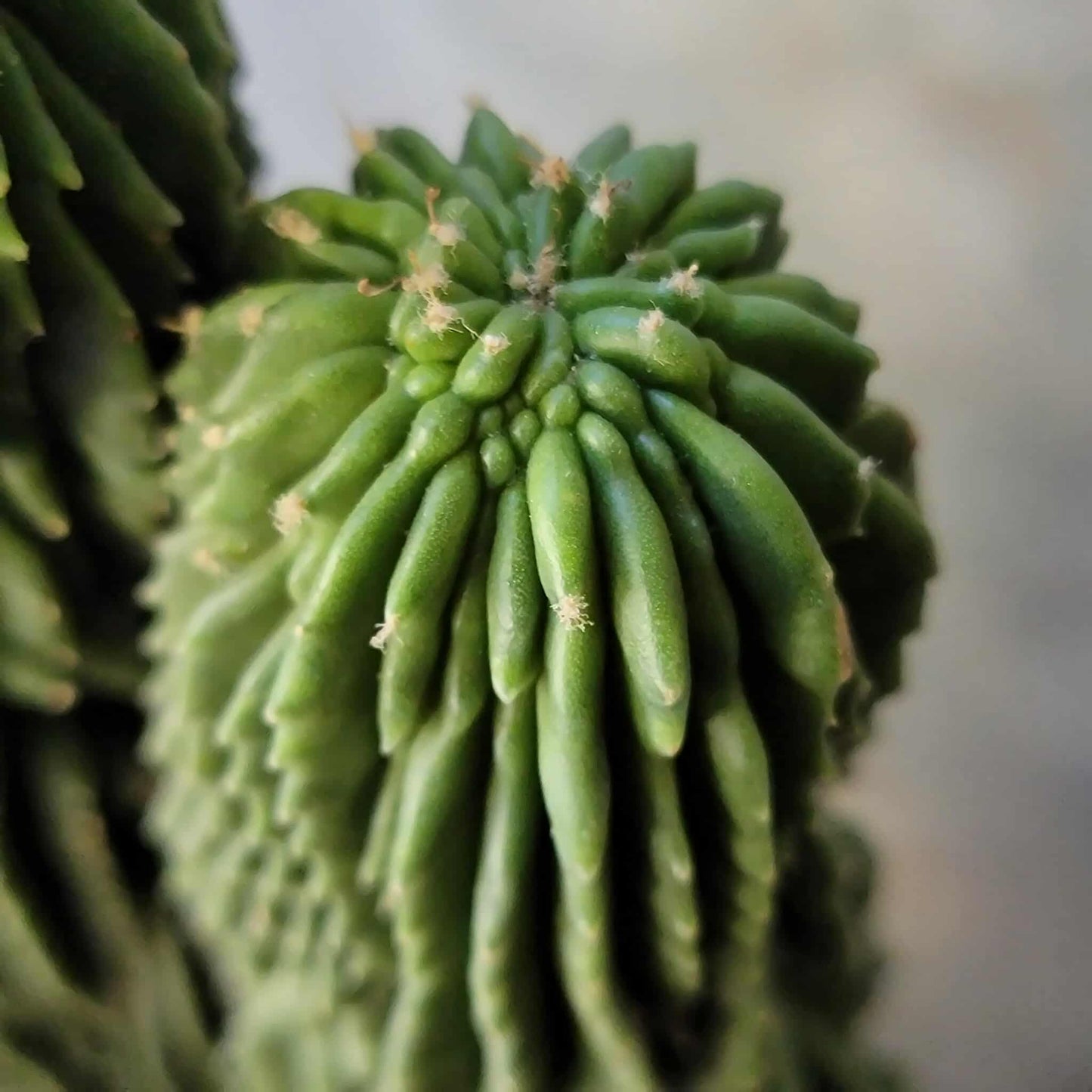 Neobuxbaumia polylopha inermis - Double Head! Very Rare