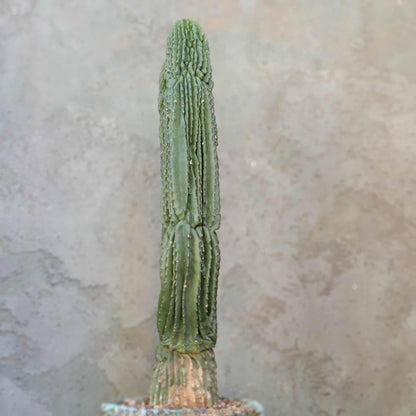 Neobuxbaumia polylopha inermis - Double Head! Very Rare