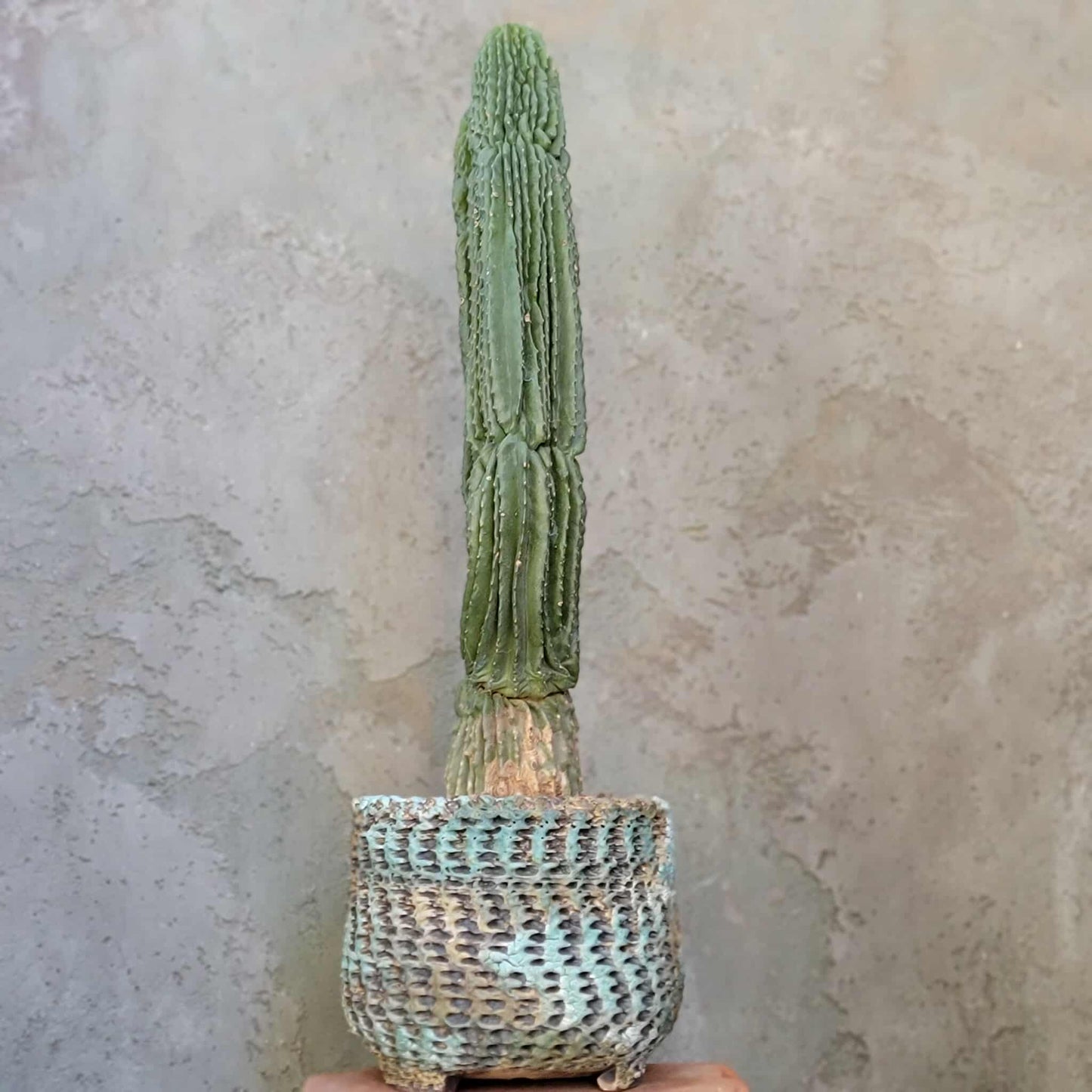 Neobuxbaumia polylopha inermis - Double Head! Very Rare