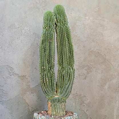 Neobuxbaumia polylopha inermis - Double Head! Very Rare