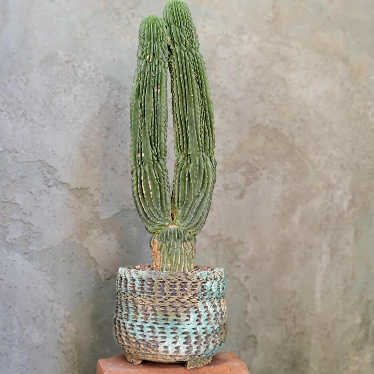 Neobuxbaumia polylopha inermis - Double Head! Very Rare