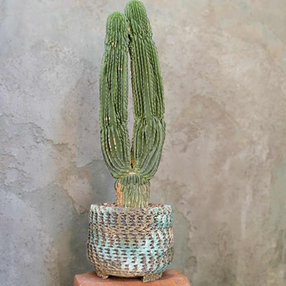 Neobuxbaumia polylopha inermis - Double Head! Very Rare