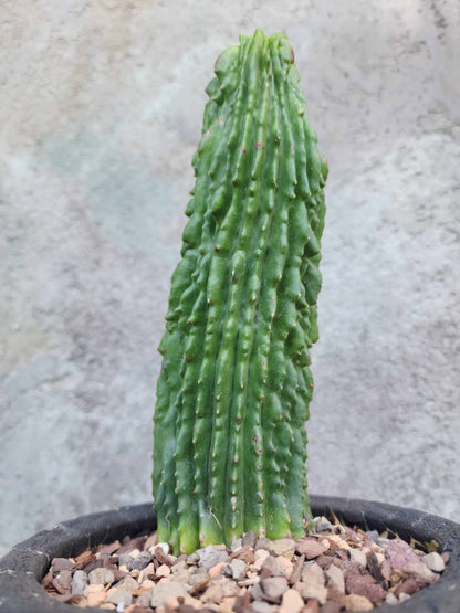 Neobuxbaumia polylopha inermis