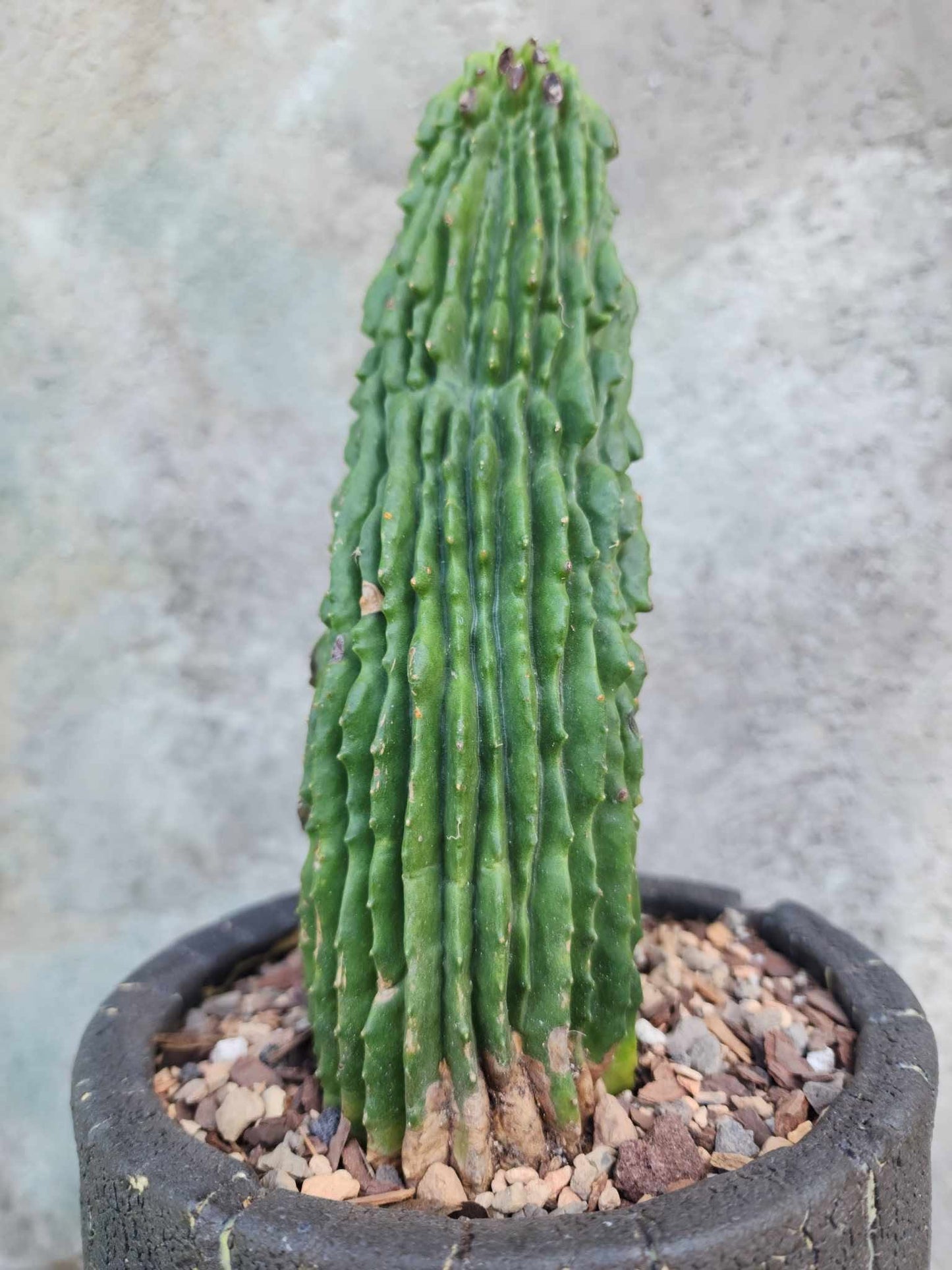 Neobuxbaumia polylopha inermis