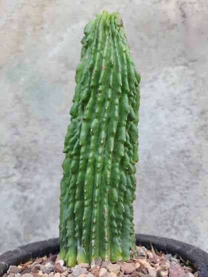Neobuxbaumia polylopha inermis