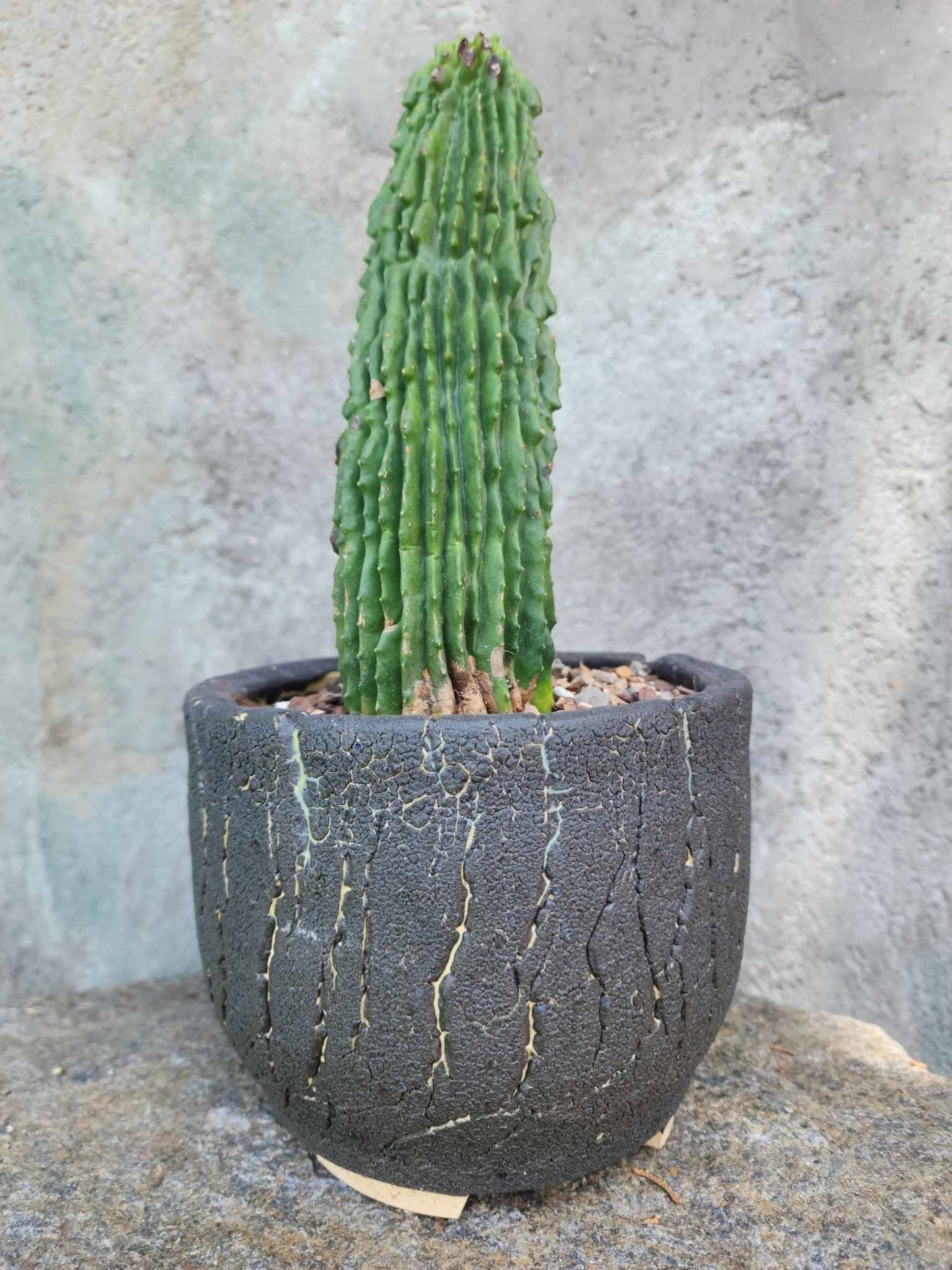 Neobuxbaumia polylopha inermis