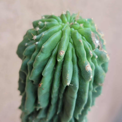 Neobuxbaumia polylopha inermis