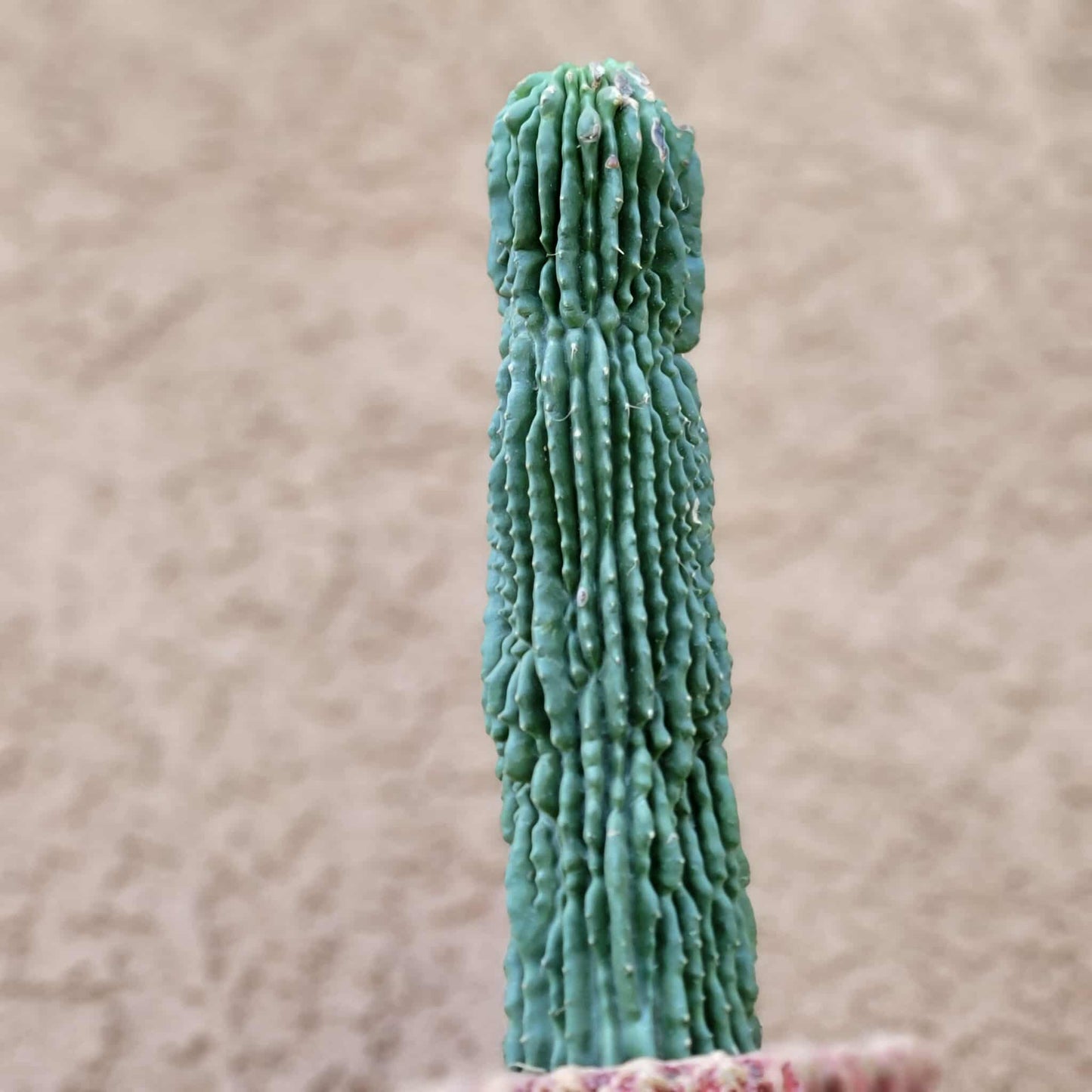 Neobuxbaumia polylopha inermis
