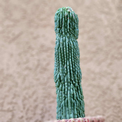 Neobuxbaumia polylopha inermis