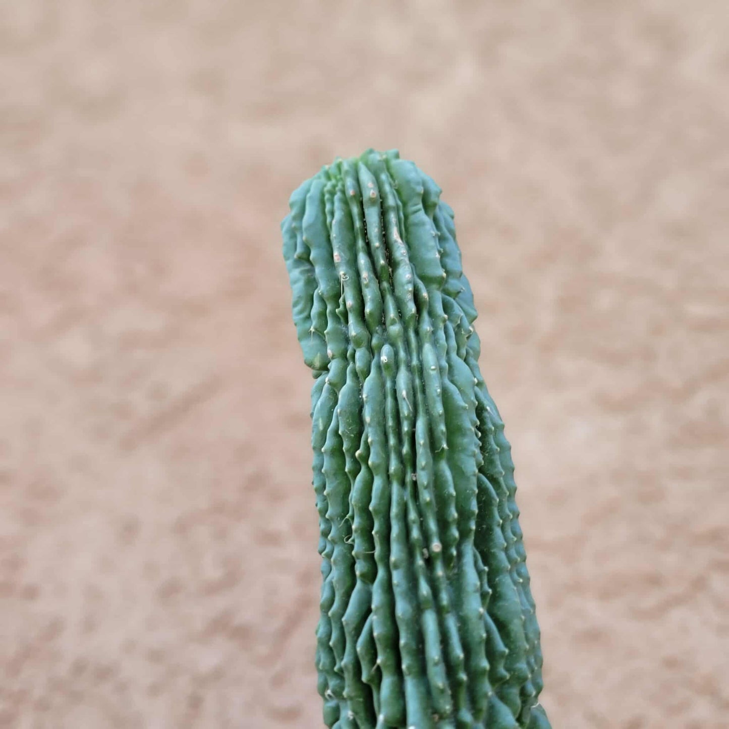 Neobuxbaumia polylopha inermis