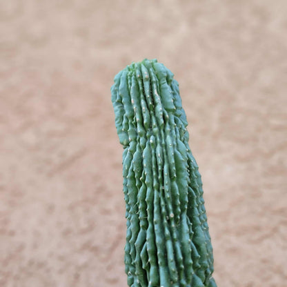 Neobuxbaumia polylopha inermis