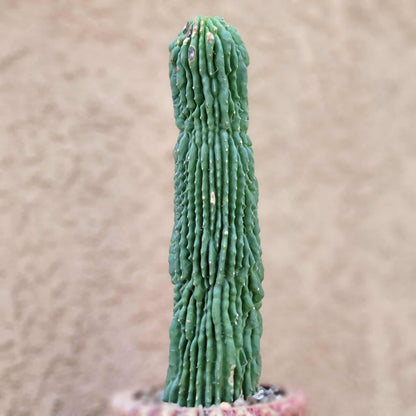 Neobuxbaumia polylopha inermis