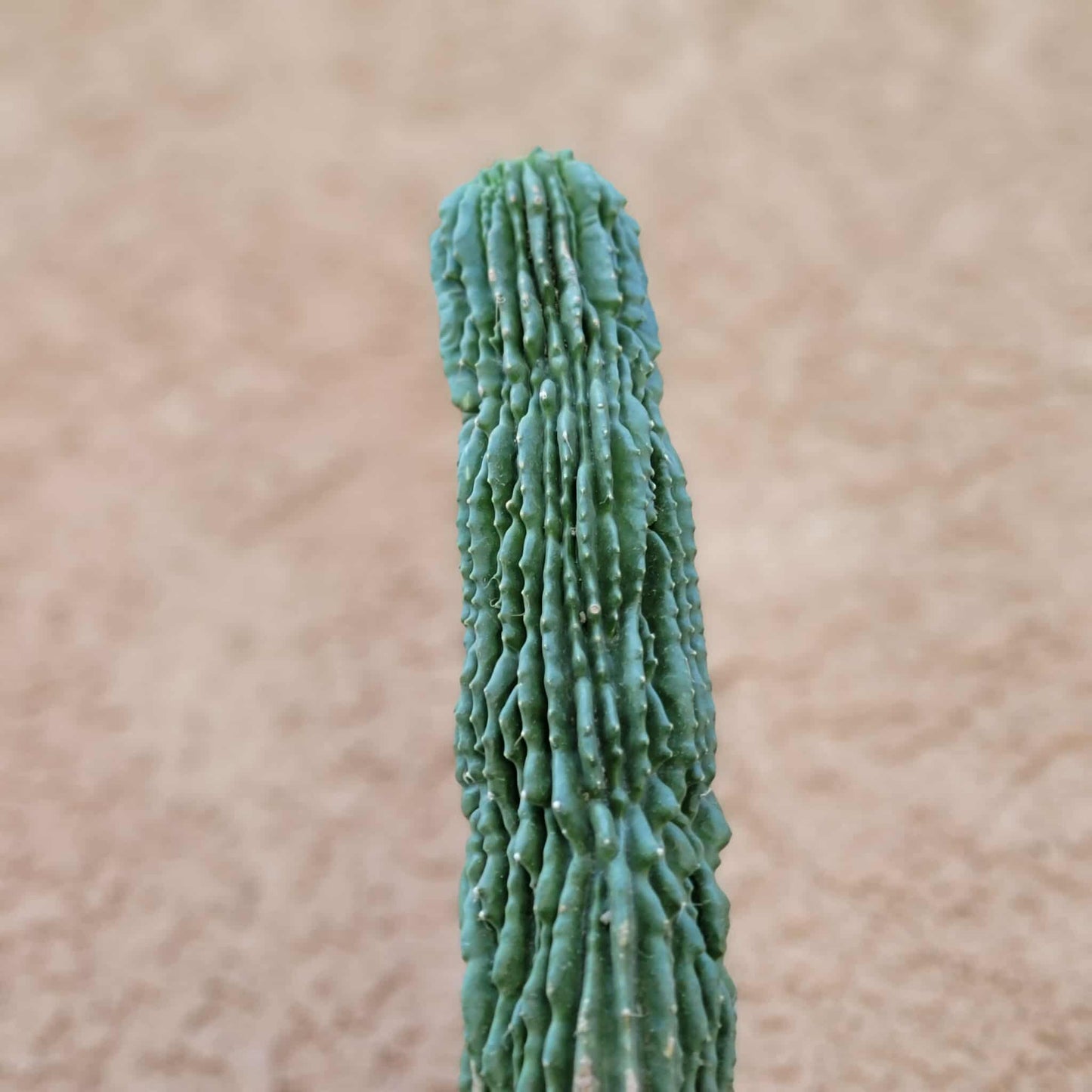 Neobuxbaumia polylopha inermis