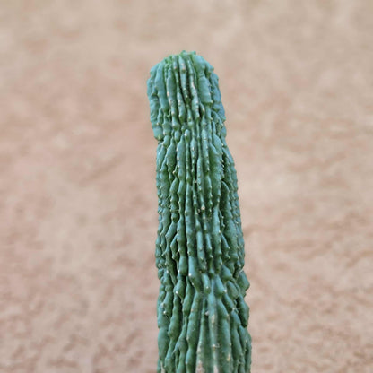 Neobuxbaumia polylopha inermis