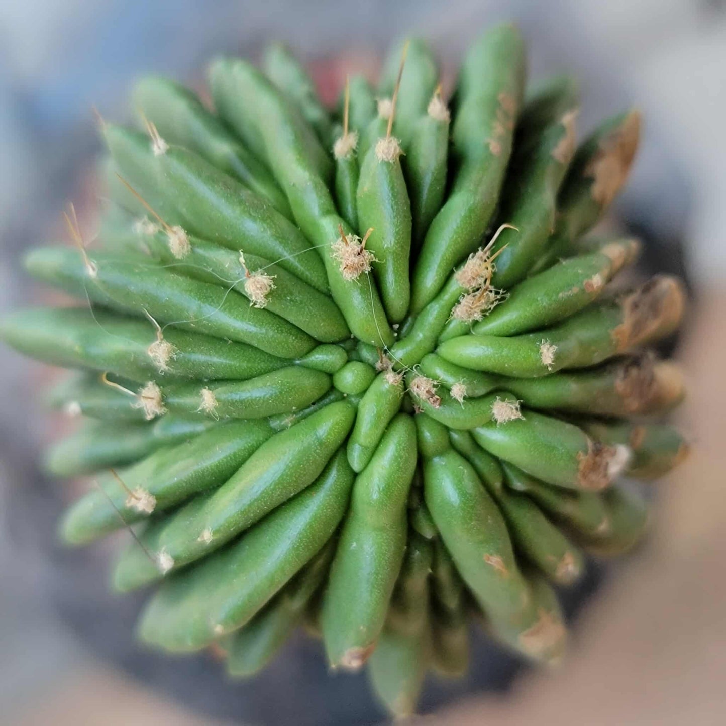 Neobuxbaumia polylopha inermis