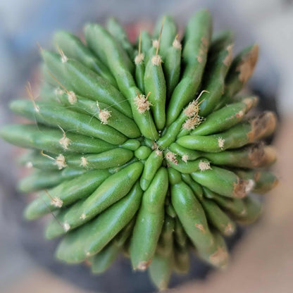 Neobuxbaumia polylopha inermis