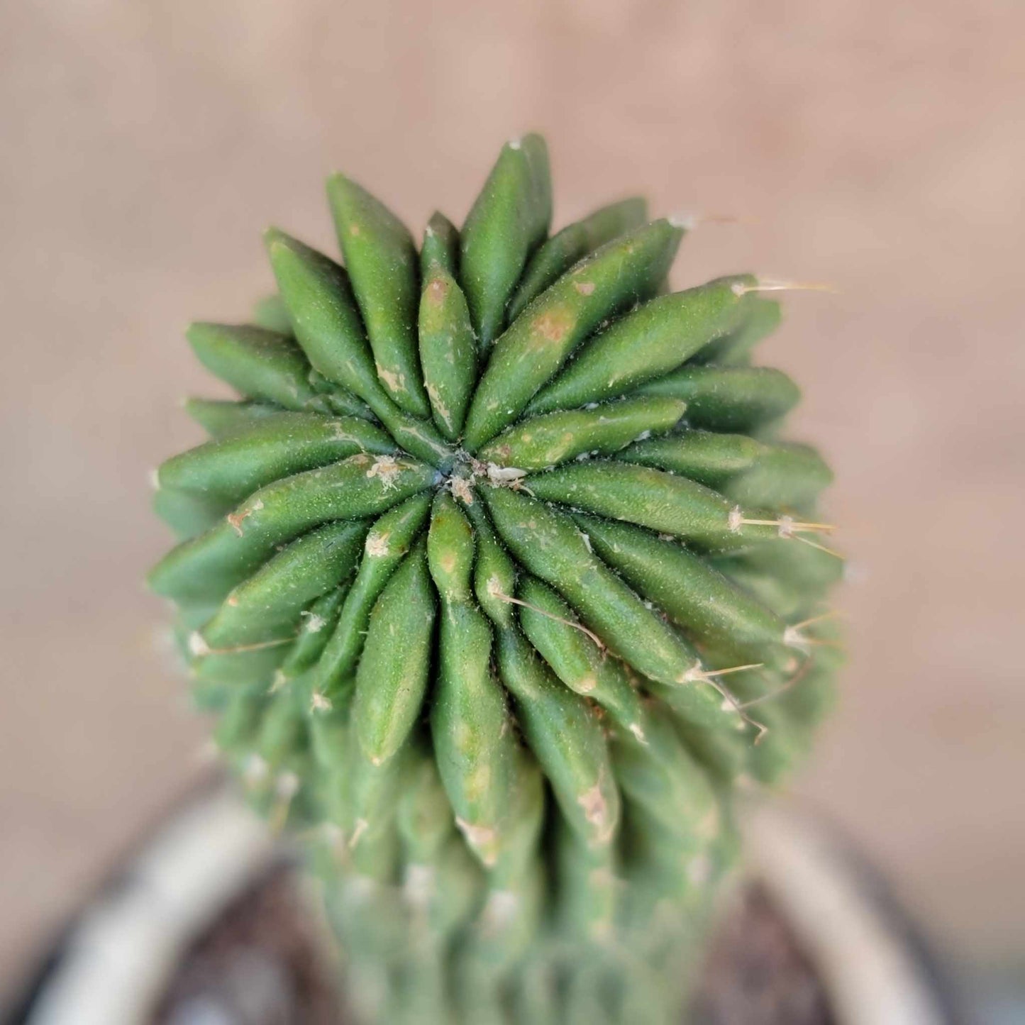 Neobuxbaumia polylopha inermis