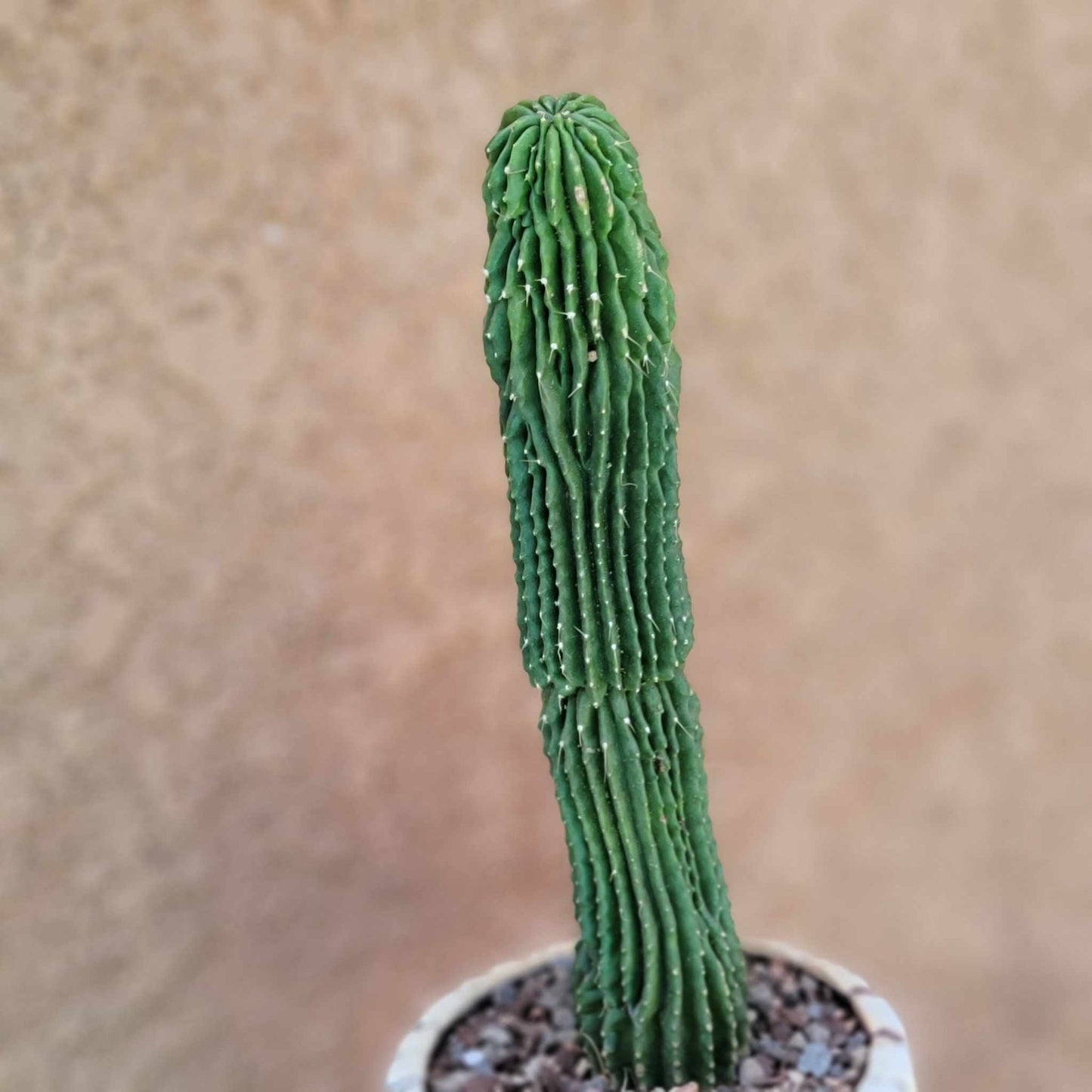 Neobuxbaumia polylopha inermis