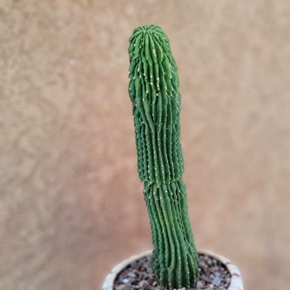 Neobuxbaumia polylopha inermis