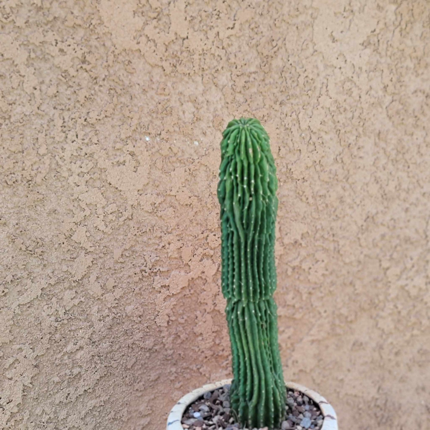 Neobuxbaumia polylopha inermis