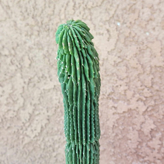 Neobuxbaumia polylopha inermis