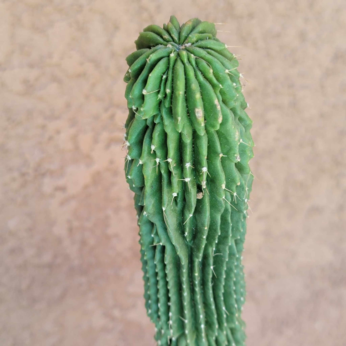 Neobuxbaumia polylopha inermis