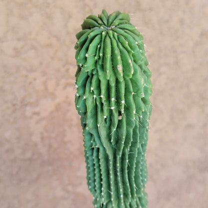 Neobuxbaumia polylopha inermis