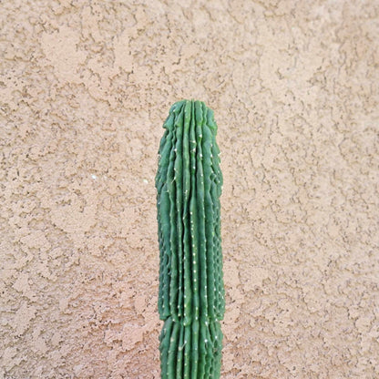 Neobuxbaumia polylopha inermis