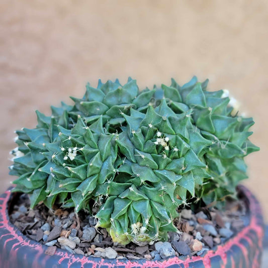 Obregonia denegrii – Artichoke Cactus - Cluster - 11 Heads