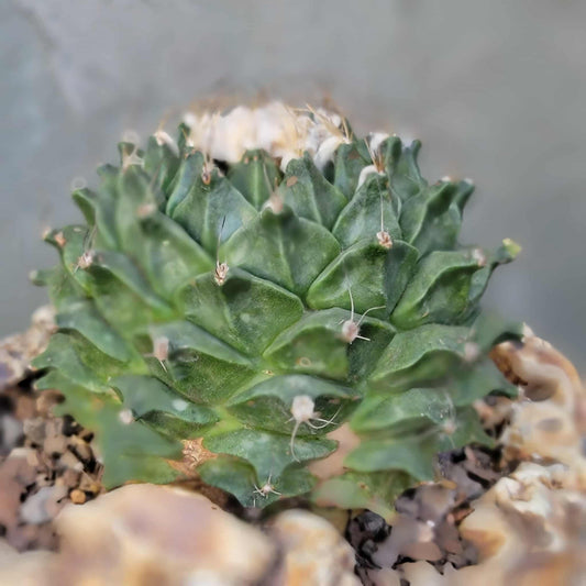 Obregonia denegrii – Artichoke Cactus