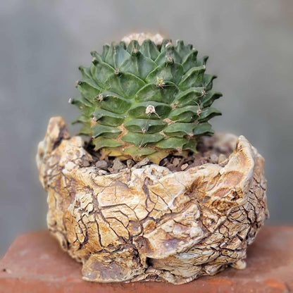 Handmade Pottery - Habitat Collection