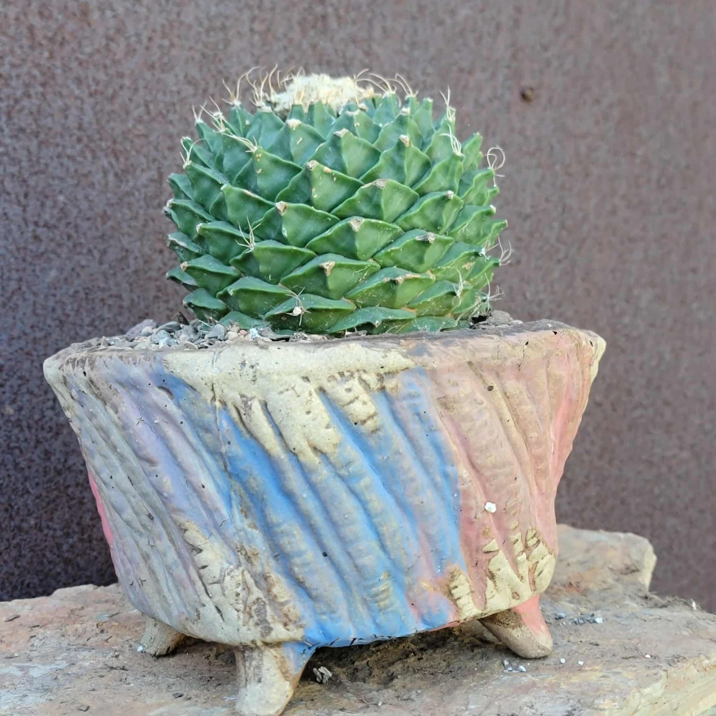 Obregonia denegrii – Artichoke Cactus