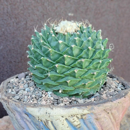 Obregonia denegrii – Artichoke Cactus