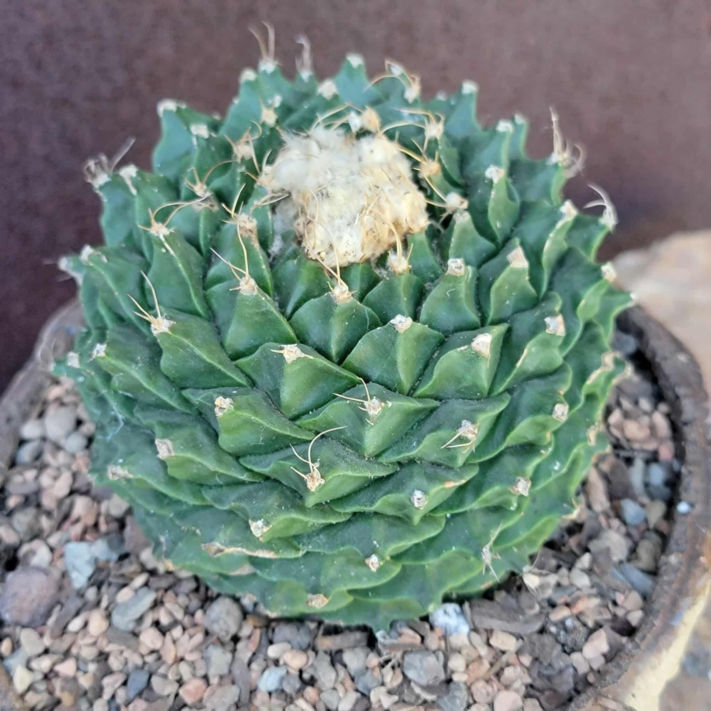 Obregonia denegrii – Artichoke Cactus