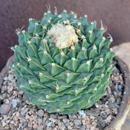 Obregonia denegrii – Artichoke Cactus