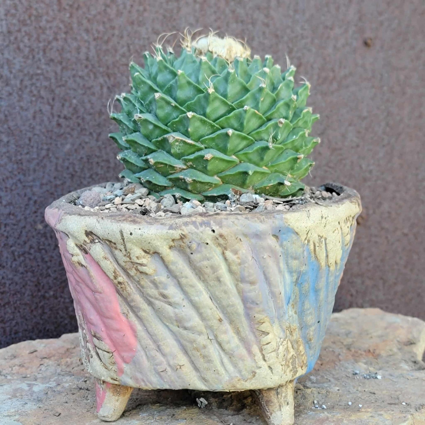 Obregonia denegrii – Artichoke Cactus